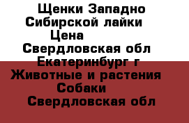 Щенки Западно-Сибирской лайки  › Цена ­ 3 000 - Свердловская обл., Екатеринбург г. Животные и растения » Собаки   . Свердловская обл.